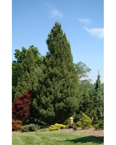 Сосна Веймутова Фастігіата | Сосна Веймутова Фастигиата | Pinus strobus Fastigiata