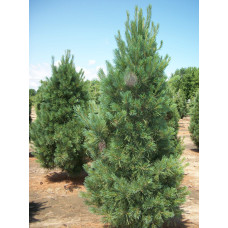 Сосна Веймутова Фастігіата | Сосна Веймутова Фастигиата | Pinus strobus Fastigiata