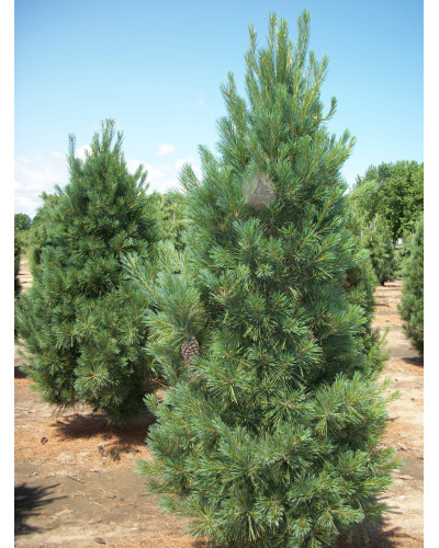 Сосна Веймутова Фастігіата | Сосна Веймутова Фастигиата | Pinus strobus Fastigiata
