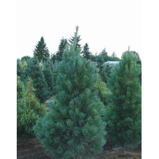 Сосна Веймутова Фастігіата | Сосна Веймутова Фастигиата | Pinus strobus Fastigiata