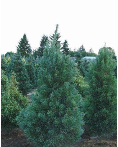 Сосна Веймутова Фастігіата | Сосна Веймутова Фастигиата | Pinus strobus Fastigiata