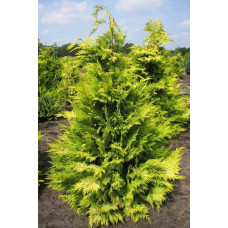 Кипарисовик Лавсона Голден Вондер / Голден Вандер | Chamaecyparis lawsoniana Golden Wonder | Кипарисовик Лавсона Голден Вондер / Голден Вандер