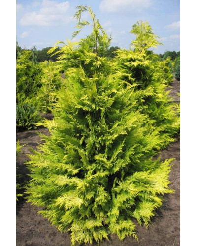 Кипарисовик Лавсона Голден Вондер / Голден Вандер | Chamaecyparis lawsoniana Golden Wonder | Кипарисовик Лавсона Голден Вондер / Голден Вандер