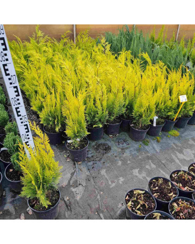 Кипарисовик Лавсона Голден Вондер / Голден Вандер | Chamaecyparis lawsoniana Golden Wonder | Кипарисовик Лавсона Голден Вондер / Голден Вандер