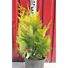 Кипарисовик Лавсона Голден Вондер / Голден Вандер | Chamaecyparis lawsoniana Golden Wonder | Кипарисовик Лавсона Голден Вондер / Голден Вандер