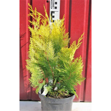 Кипарисовик Лавсона Голден Вондер / Голден Вандер | Chamaecyparis lawsoniana Golden Wonder | Кипарисовик Лавсона Голден Вондер / Голден Вандер
