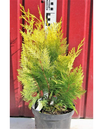 Кипарисовик Лавсона Голден Вондер / Голден Вандер | Chamaecyparis lawsoniana Golden Wonder | Кипарисовик Лавсона Голден Вондер / Голден Вандер