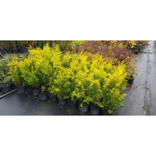 Кипарисовик Лавсона Голден Вондер / Голден Вандер | Chamaecyparis lawsoniana Golden Wonder | Кипарисовик Лавсона Голден Вондер / Голден Вандер