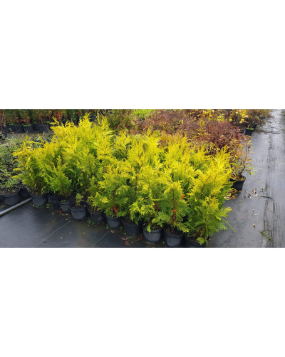 Кипарисовик Лавсона Голден Вондер / Голден Вандер | Chamaecyparis lawsoniana Golden Wonder | Кипарисовик Лавсона Голден Вондер / Голден Вандер