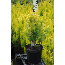 Кипарисовик Лавсона Голден Вондер / Голден Вандер | Chamaecyparis lawsoniana Golden Wonder | Кипарисовик Лавсона Голден Вондер / Голден Вандер