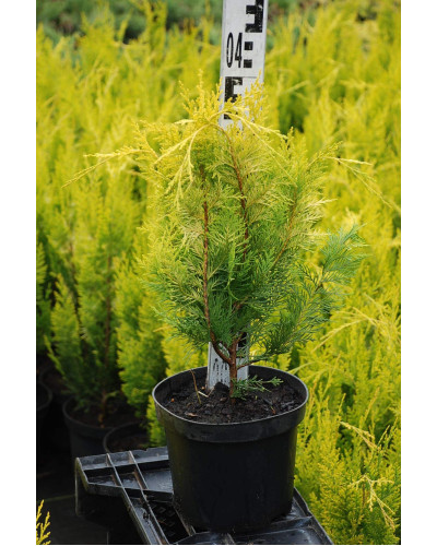 Кипарисовик Лавсона Голден Вондер / Голден Вандер | Chamaecyparis lawsoniana Golden Wonder | Кипарисовик Лавсона Голден Вондер / Голден Вандер