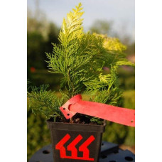 Кипарисовик Лавсона Голден Вондер / Голден Вандер | Chamaecyparis lawsoniana Golden Wonder | Кипарисовик Лавсона Голден Вондер / Голден Вандер