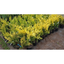 Кипарисовик Лавсона Голден Вондер / Голден Вандер | Chamaecyparis lawsoniana Golden Wonder | Кипарисовик Лавсона Голден Вондер / Голден Вандер