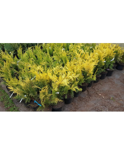 Кипарисовик Лавсона Голден Вондер / Голден Вандер | Chamaecyparis lawsoniana Golden Wonder | Кипарисовик Лавсона Голден Вондер / Голден Вандер