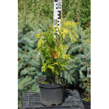 Кипарисовик Лавсона Голден Вондер / Голден Вандер | Chamaecyparis lawsoniana Golden Wonder | Кипарисовик Лавсона Голден Вондер / Голден Вандер