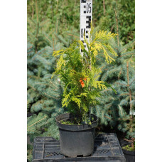 Кипарисовик Лавсона Голден Вондер / Голден Вандер | Chamaecyparis lawsoniana Golden Wonder | Кипарисовик Лавсона Голден Вондер / Голден Вандер
