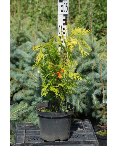 Кипарисовик Лавсона Голден Вондер / Голден Вандер | Chamaecyparis lawsoniana Golden Wonder | Кипарисовик Лавсона Голден Вондер / Голден Вандер