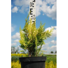 Кипарисовик Лавсона Голден Вондер / Голден Вандер | Chamaecyparis lawsoniana Golden Wonder | Кипарисовик Лавсона Голден Вондер / Голден Вандер