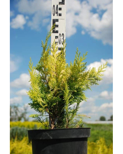 Кипарисовик Лавсона Голден Вондер / Голден Вандер | Chamaecyparis lawsoniana Golden Wonder | Кипарисовик Лавсона Голден Вондер / Голден Вандер