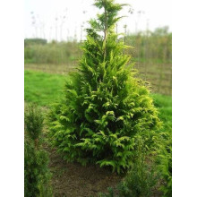 Кипарисовик Лавсона Голден Вондер / Голден Вандер | Chamaecyparis lawsoniana Golden Wonder | Кипарисовик Лавсона Голден Вондер / Голден Вандер