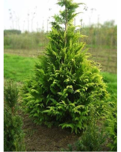 Кипарисовик Лавсона Голден Вондер / Голден Вандер | Chamaecyparis lawsoniana Golden Wonder | Кипарисовик Лавсона Голден Вондер / Голден Вандер
