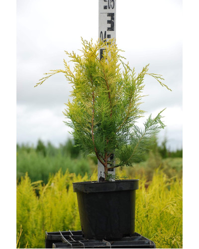 Кипарисовик Лавсона Голден Вондер / Голден Вандер | Chamaecyparis lawsoniana Golden Wonder | Кипарисовик Лавсона Голден Вондер / Голден Вандер
