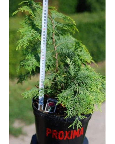 Кипарисовик Лавсона Голден Вондер / Голден Вандер | Chamaecyparis lawsoniana Golden Wonder | Кипарисовик Лавсона Голден Вондер / Голден Вандер