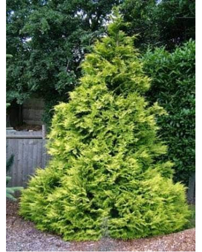 Кипарисовик Лавсона Голден Вондер / Голден Вандер | Chamaecyparis lawsoniana Golden Wonder | Кипарисовик Лавсона Голден Вондер / Голден Вандер
