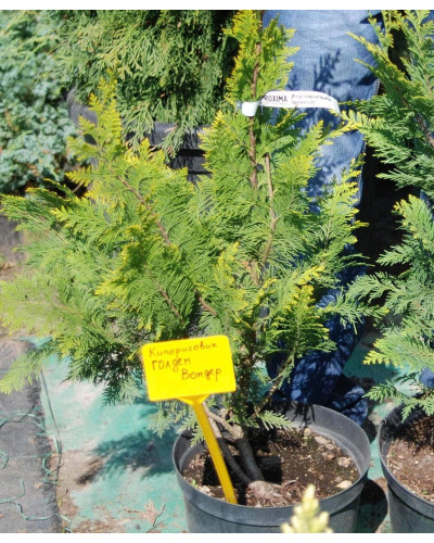 Кипарисовик Лавсона Голден Вондер / Голден Вандер | Chamaecyparis lawsoniana Golden Wonder | Кипарисовик Лавсона Голден Вондер / Голден Вандер