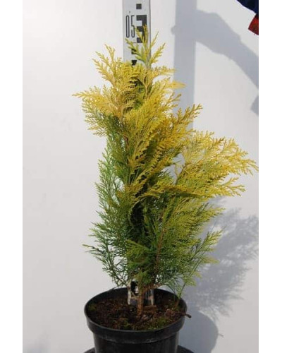 Кипарисовик Лавсона Голден Вондер / Голден Вандер | Chamaecyparis lawsoniana Golden Wonder | Кипарисовик Лавсона Голден Вондер / Голден Вандер