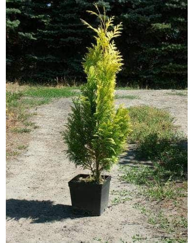 Кипарисовик Лавсона Голден Вондер / Голден Вандер | Chamaecyparis lawsoniana Golden Wonder | Кипарисовик Лавсона Голден Вондер / Голден Вандер
