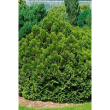 Кипарисовик Лавсона Мініма Глаука | Chamaecyparis lawsoniana Minima Glauca | Кипарисовик Лавсона Минима Глаука