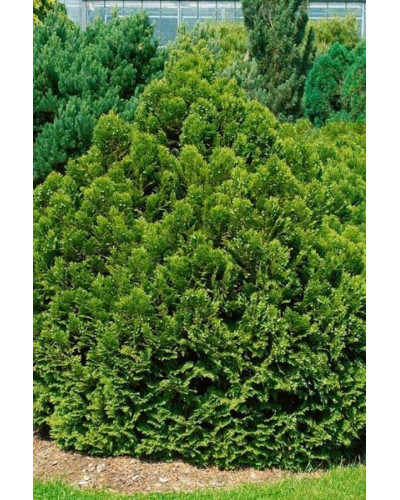 Кипарисовик Лавсона Мініма Глаука | Chamaecyparis lawsoniana Minima Glauca | Кипарисовик Лавсона Минима Глаука