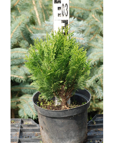 Кипарисовик Лавсона Мініма Глаука | Chamaecyparis lawsoniana Minima Glauca | Кипарисовик Лавсона Минима Глаука