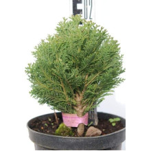Кипарисовик Лавсона Мініма Глаука | Chamaecyparis lawsoniana Minima Glauca | Кипарисовик Лавсона Минима Глаука