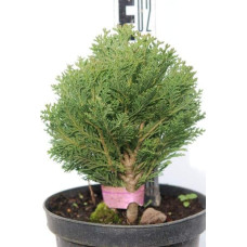 Кипарисовик Лавсона Мініма Глаука | Chamaecyparis lawsoniana Minima Glauca | Кипарисовик Лавсона Минима Глаука