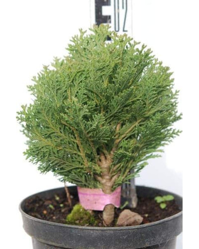Кипарисовик Лавсона Мініма Глаука | Chamaecyparis lawsoniana Minima Glauca | Кипарисовик Лавсона Минима Глаука