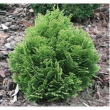 Кипарисовик Лавсона Мініма Глаука | Chamaecyparis lawsoniana Minima Glauca | Кипарисовик Лавсона Минима Глаука