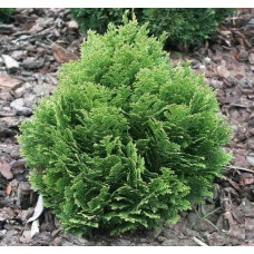 Кипарисовик Лавсона Мініма Глаука | Chamaecyparis lawsoniana Minima Glauca | Кипарисовик Лавсона Минима Глаука