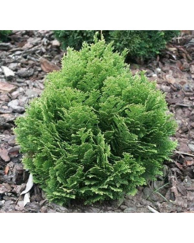 Кипарисовик Лавсона Мініма Глаука | Chamaecyparis lawsoniana Minima Glauca | Кипарисовик Лавсона Минима Глаука