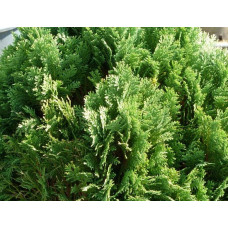Кипарисовик Лавсона Мініма Глаука | Chamaecyparis lawsoniana Minima Glauca | Кипарисовик Лавсона Минима Глаука