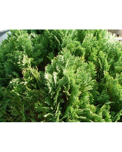 Кипарисовик Лавсона Мініма Глаука | Chamaecyparis lawsoniana Minima Glauca | Кипарисовик Лавсона Минима Глаука
