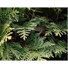 Кипарисовик Лавсона Мініма Глаука | Chamaecyparis lawsoniana Minima Glauca | Кипарисовик Лавсона Минима Глаука