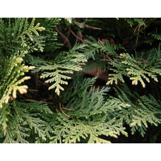 Кипарисовик Лавсона Мініма Глаука | Chamaecyparis lawsoniana Minima Glauca | Кипарисовик Лавсона Минима Глаука