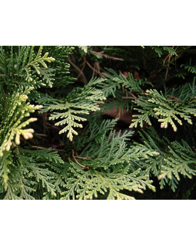 Кипарисовик Лавсона Мініма Глаука | Chamaecyparis lawsoniana Minima Glauca | Кипарисовик Лавсона Минима Глаука