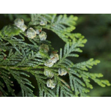 Кипарисовик Лавсона Мініма Глаука | Chamaecyparis lawsoniana Minima Glauca | Кипарисовик Лавсона Минима Глаука