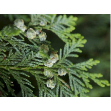 Кипарисовик Лавсона Мініма Глаука | Chamaecyparis lawsoniana Minima Glauca | Кипарисовик Лавсона Минима Глаука