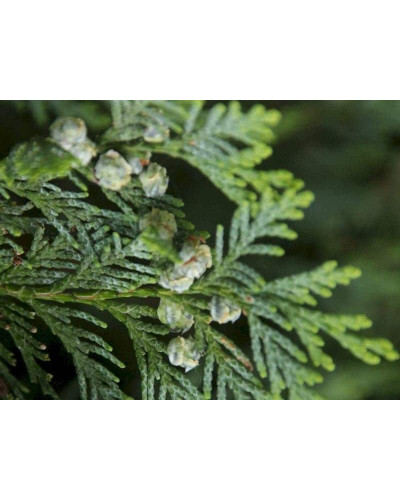Кипарисовик Лавсона Мініма Глаука | Chamaecyparis lawsoniana Minima Glauca | Кипарисовик Лавсона Минима Глаука