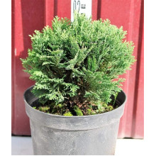 Кипарисовик Лавсона Мініма Глаука | Chamaecyparis lawsoniana Minima Glauca | Кипарисовик Лавсона Минима Глаука