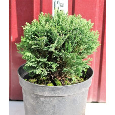 Кипарисовик Лавсона Мініма Глаука | Chamaecyparis lawsoniana Minima Glauca | Кипарисовик Лавсона Минима Глаука